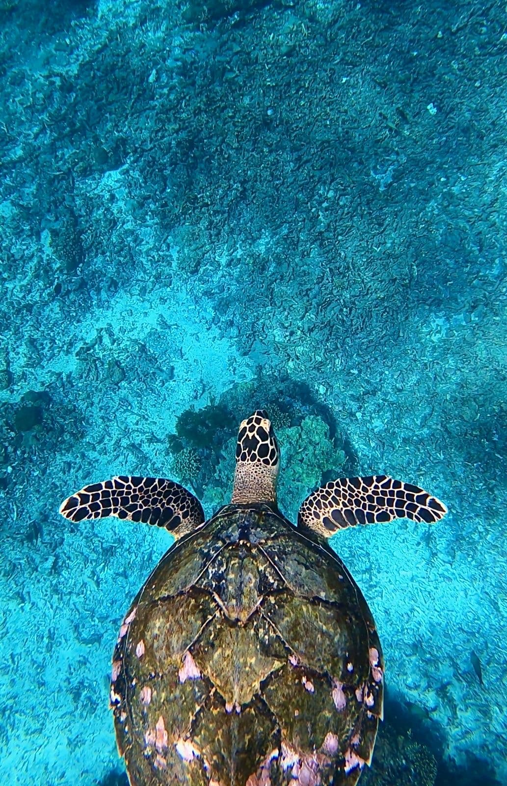 Pristine white sand cove of Gamat Bay surrounded by tropical greenery