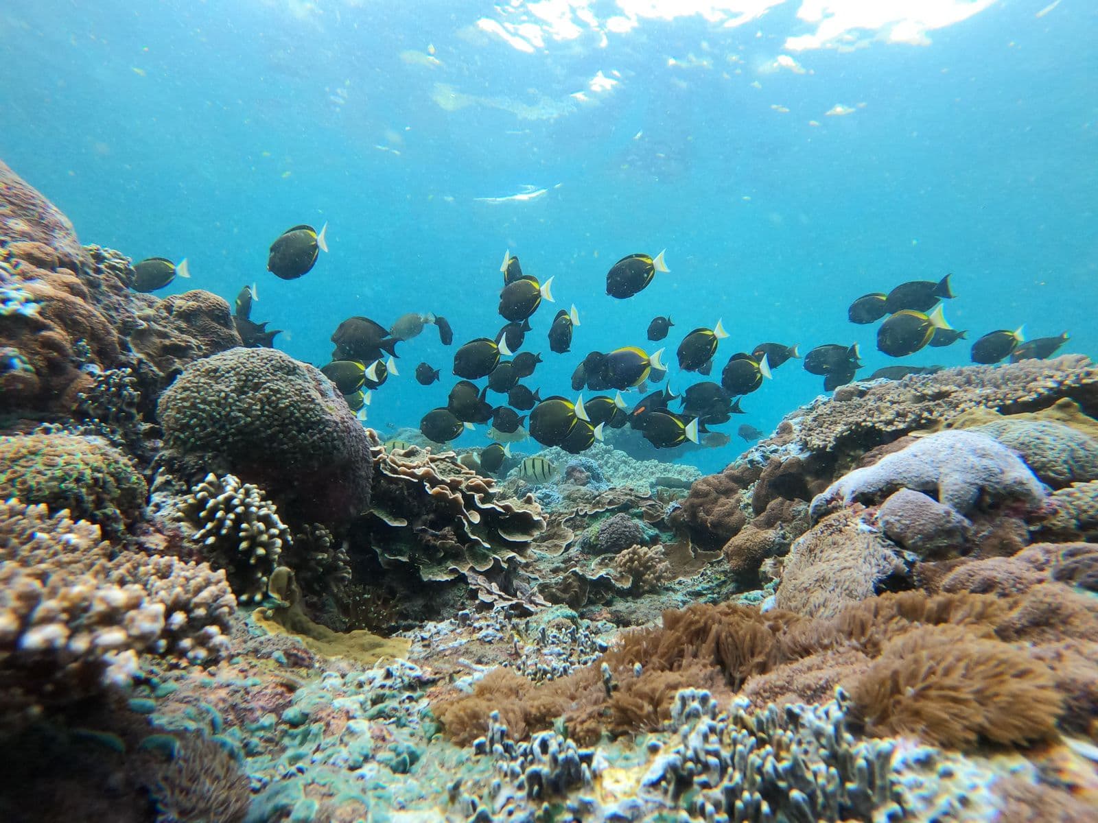 Snorkeling in crystal clear waters