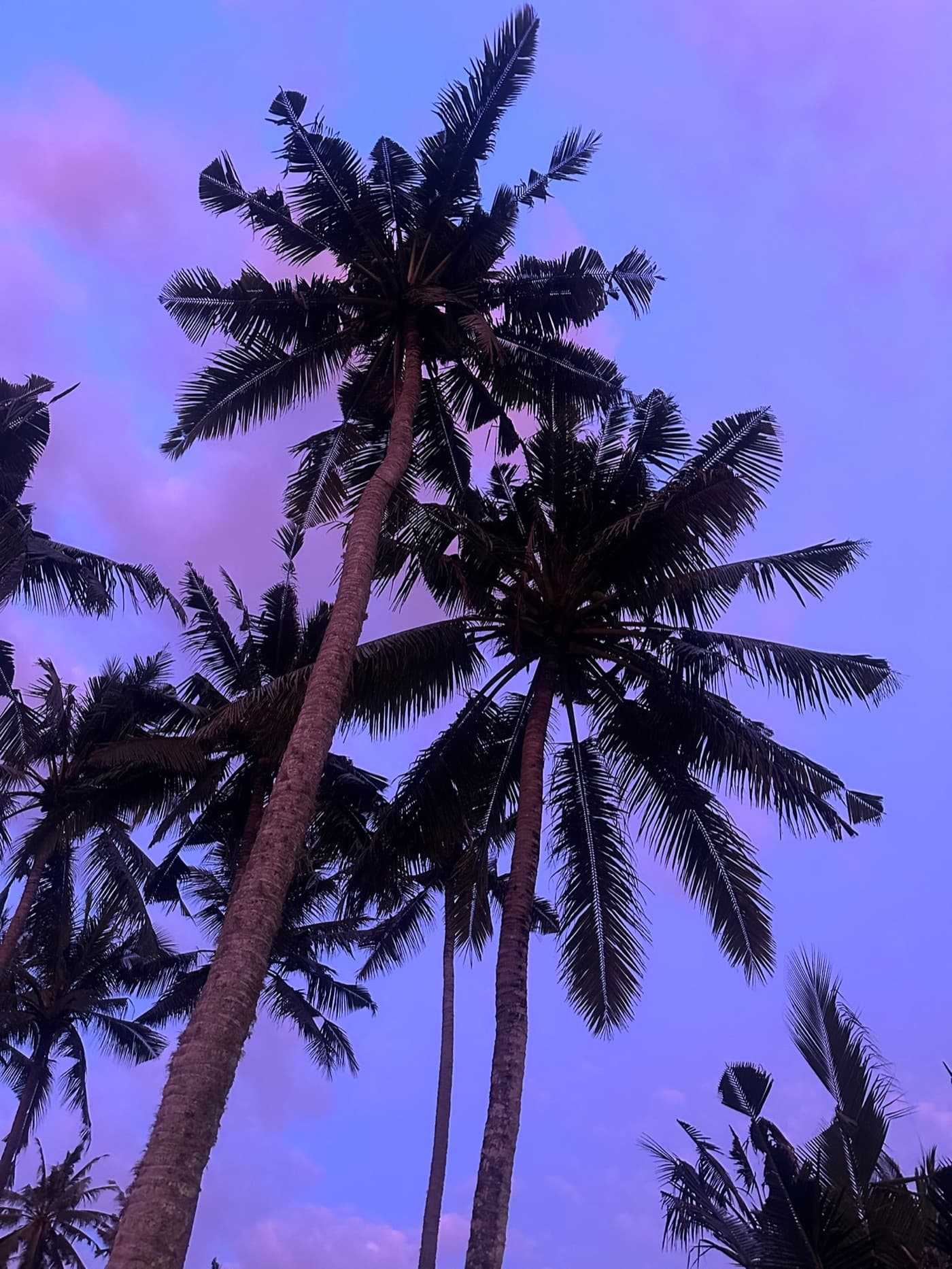 Tropical fish on the reef