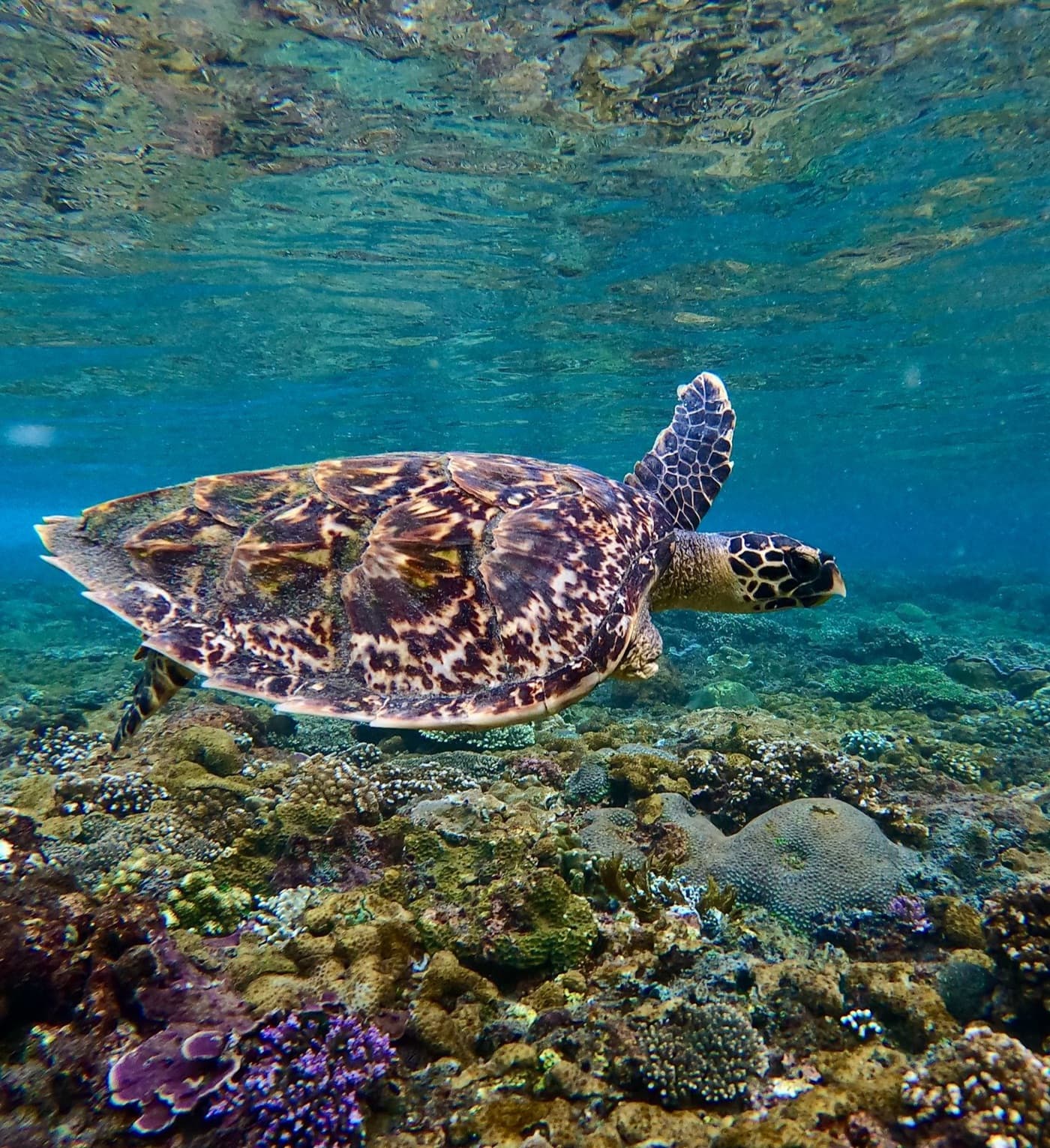 Abundant Marine Life