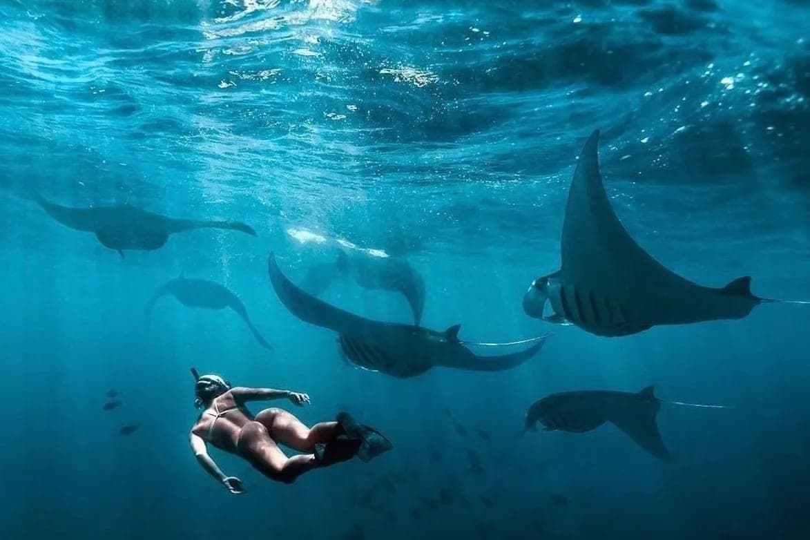 Manta ray encounter